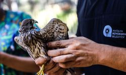 Tedavi edilen kerkenez doğaya salındı