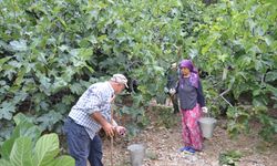 İbradı'da hasat zamanı