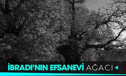 İbradı’nın efsanevi ağacı