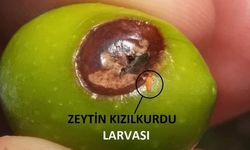 Zeytin kızılkurduna dikkat!