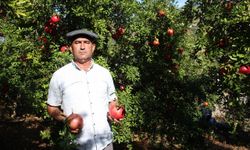 Nar üretimi son 10 yılda düşüşte