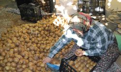 Akdeniz kivisi bir başka