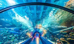 Denizin büyülü sırları: Antalya Akvaryum serüveni