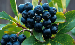 Süper bitki: Aronya