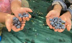 Antalya'da zeytin hasadı başladı