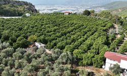 Kumlucalı üretici memnun