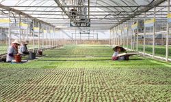 Antalya ürettiği bitkilerle 22 milyon lira tasarruf ediyor   