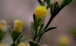 Antalya’nın endemik bitkisi: Kaputaş Andızotu