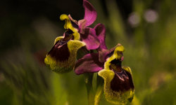 Kemer Orkidesi tehlike altında