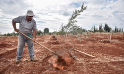 Kepez’de zeytin seferberliği