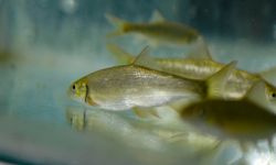 Nesli tehlike altındaki 3 balık türü, Antalya'da üretildi