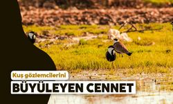 Kuş gözlemcilerini büyüleyen cennet: Boğazkent