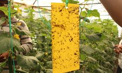 Büyükşehir'den çiftçilere yapışkan tuzak dağıtımı