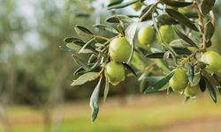 Kutsal kitaplara konu olan ağaç: Zeytin