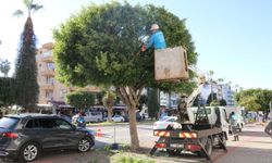 Alanya'dan caddelerde bakım