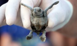 153 bin yavru caretta caretta denizle buluştu