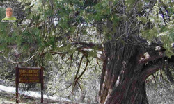 Kahramanların ölümsüz ağacı: Ardıç