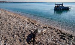 Ölü Akdeniz foku bulundu