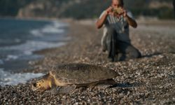 144 bin 334 yavru caretta caretta denizle buluştu