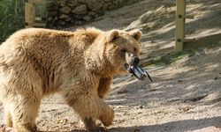Antalya'da ilginç olay, ayı dronu kurtardı