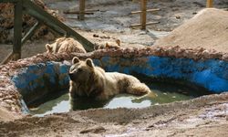Antalya'da ayılar kış uykusuna yatamadı!