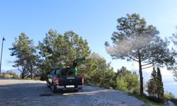 Alanya'da biyolojik mücadele başladı