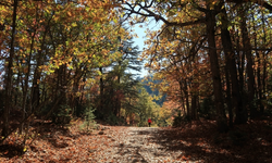 Dünyada tek Kasnak Meşesi Ormanı