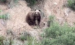 Bu dönemde ormanlık alanlardan uzak durun