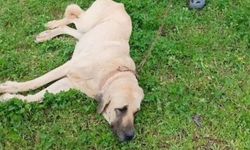 Cani sürücü köpeğe çarpıp kaçtı