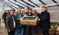 Alanya'dan çiftçilere fide desteği