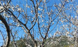 Antalya'da badem ağaçları çiçek açtı
