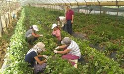 Gazipaşa'da çiftçilere sigorta uyarısı