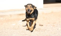 Büyükşehir can dostları sıcak yuvaya kavuşturuyor