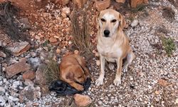Antalya'da köpeğe işkence