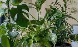 Ofiste çiçek bakımı nasıl olmalı?