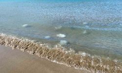 Akdeniz'de ölü denizanaları kıyıya vurdu