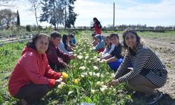 Öğrencilerden kesme çiçek üretimi