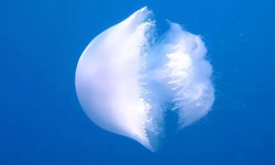 Görürseniz sakın  temas etmeyin!