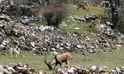 Akseki'de yaban keçileri şehre indi