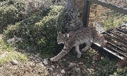 Adım adım takip edilecek