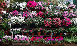 Çiçek satışları azaldı