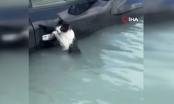 Selde kedi, aracın kapısına tutunarak yardım bekledi