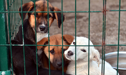 Sokak hayvanları ziyaretçilerini bekliyor