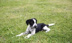 Ak Parti'den sokak köpeklerine ilişkin açıklama