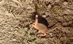 Korkuteli'de kanguru faresi görüntülendi