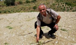 Zeytin fidanlarını traktörle ezdiler