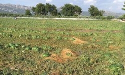 Antalya'da dolu hasara neden oldu