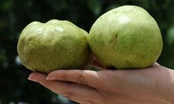 Karyağdı armudu tehlike altında