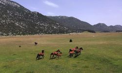 Eynif Ovası'nın yılkı atları