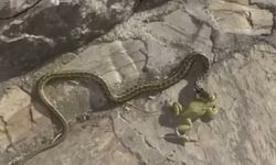 Kurbağa avlayan yılana terlikli müdahele